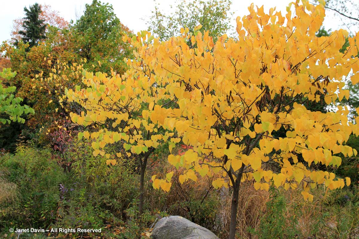 Cercis canadensis-Redbud