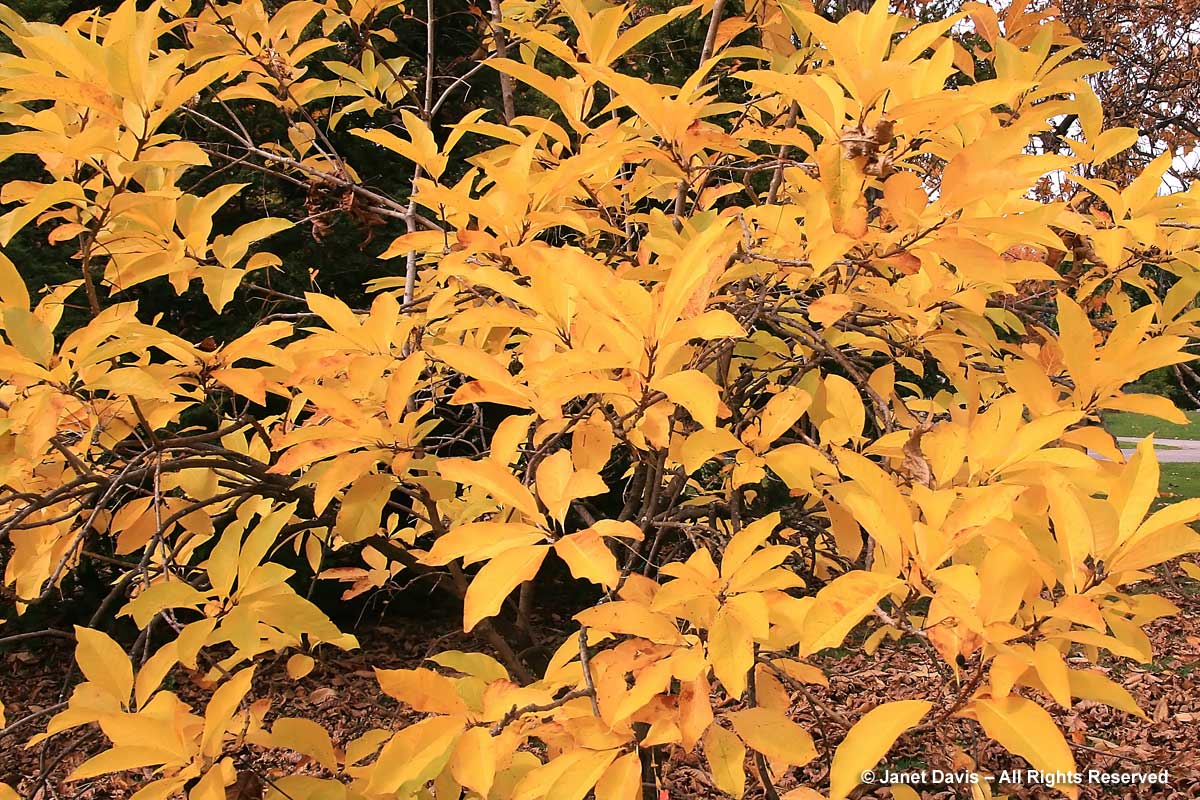 Chionanthus virginicus-Fringe tree