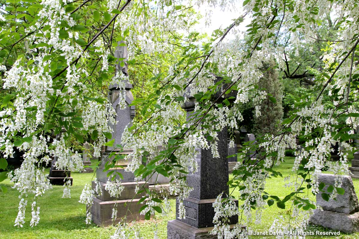 Cladrastis kentukea-Yellowwood flowers