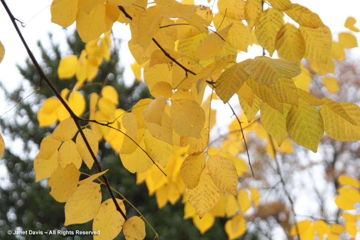 Cladrastis kentukea-Yellowwood