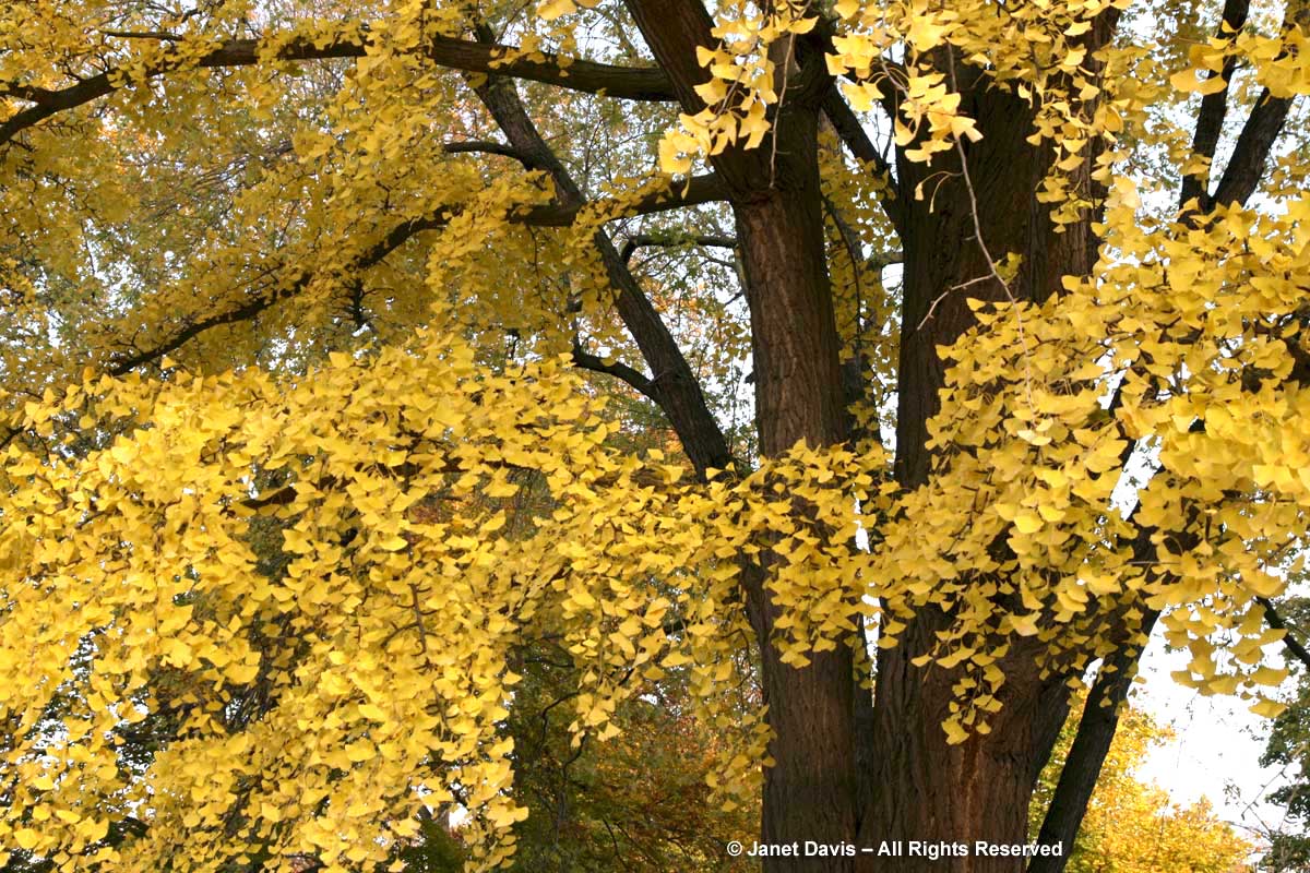 Ginkgo biloba-Ginkgo tree