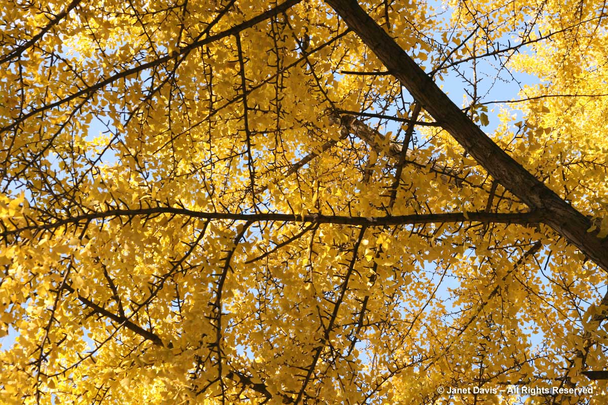 Ginkgo biloba-spurs