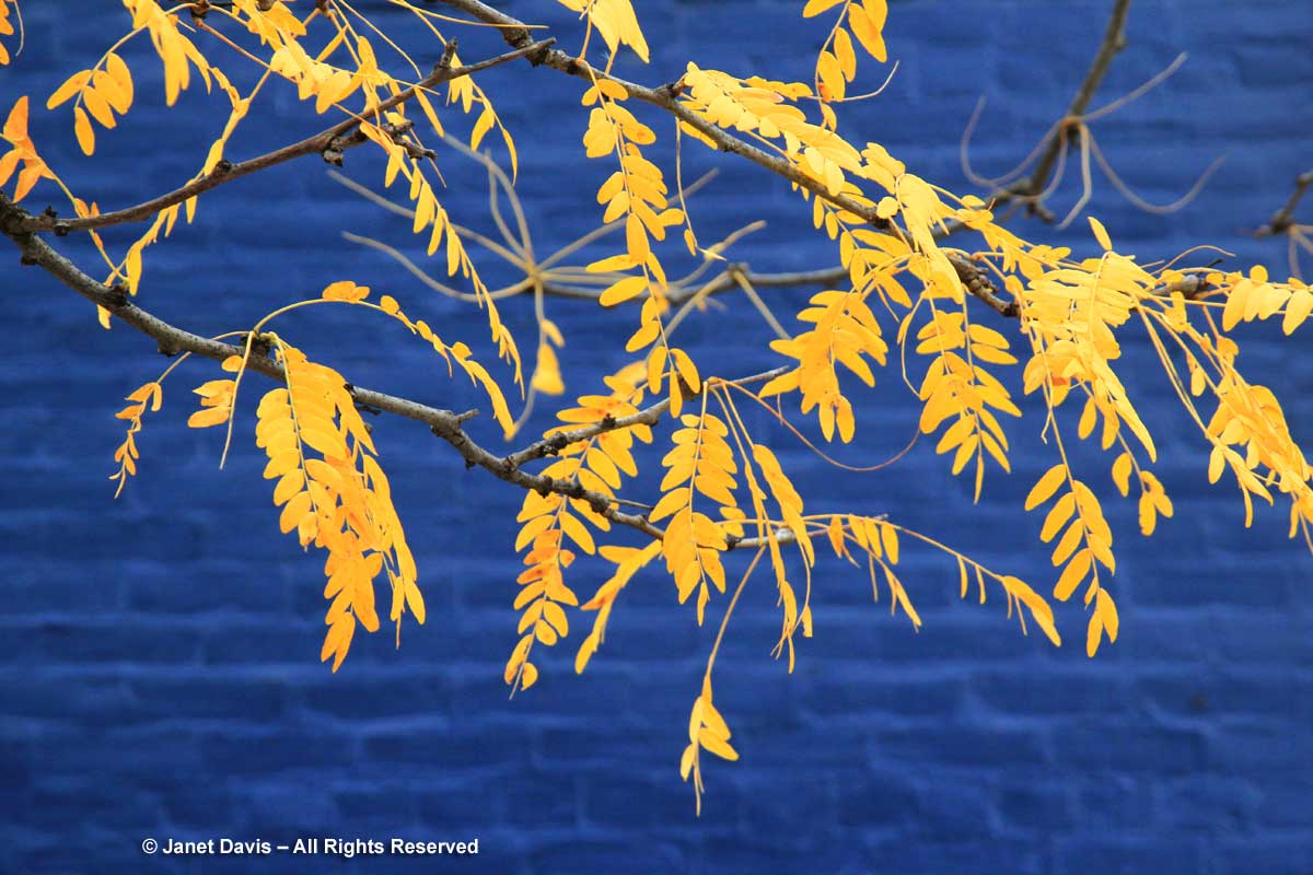 Gleditsia triacanthos-Honey locust