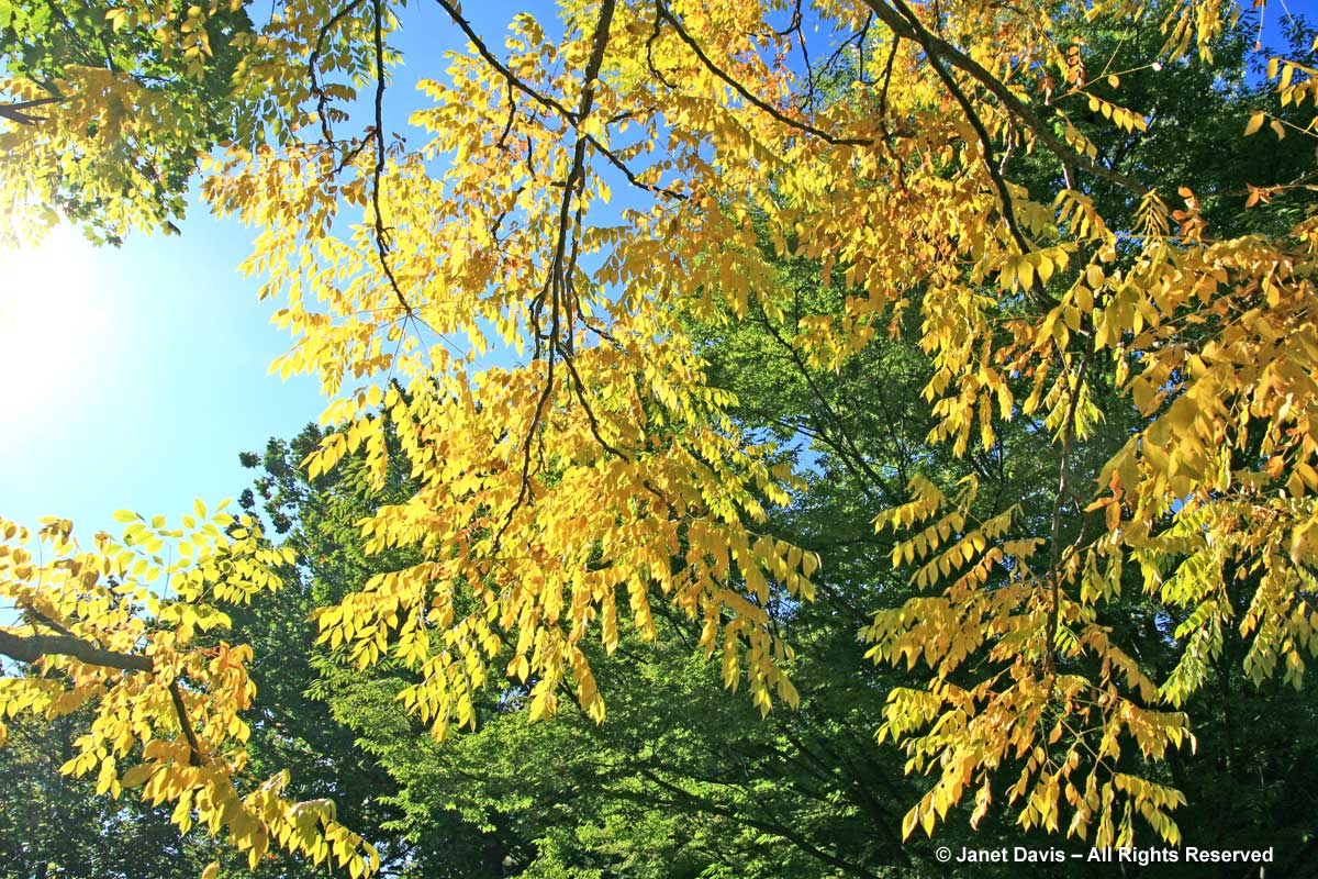 Gymnocladus dioicus-Kentucky coffeetree