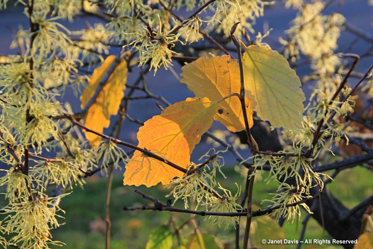 Hamamelis virginiana-Eastern witch hazel1