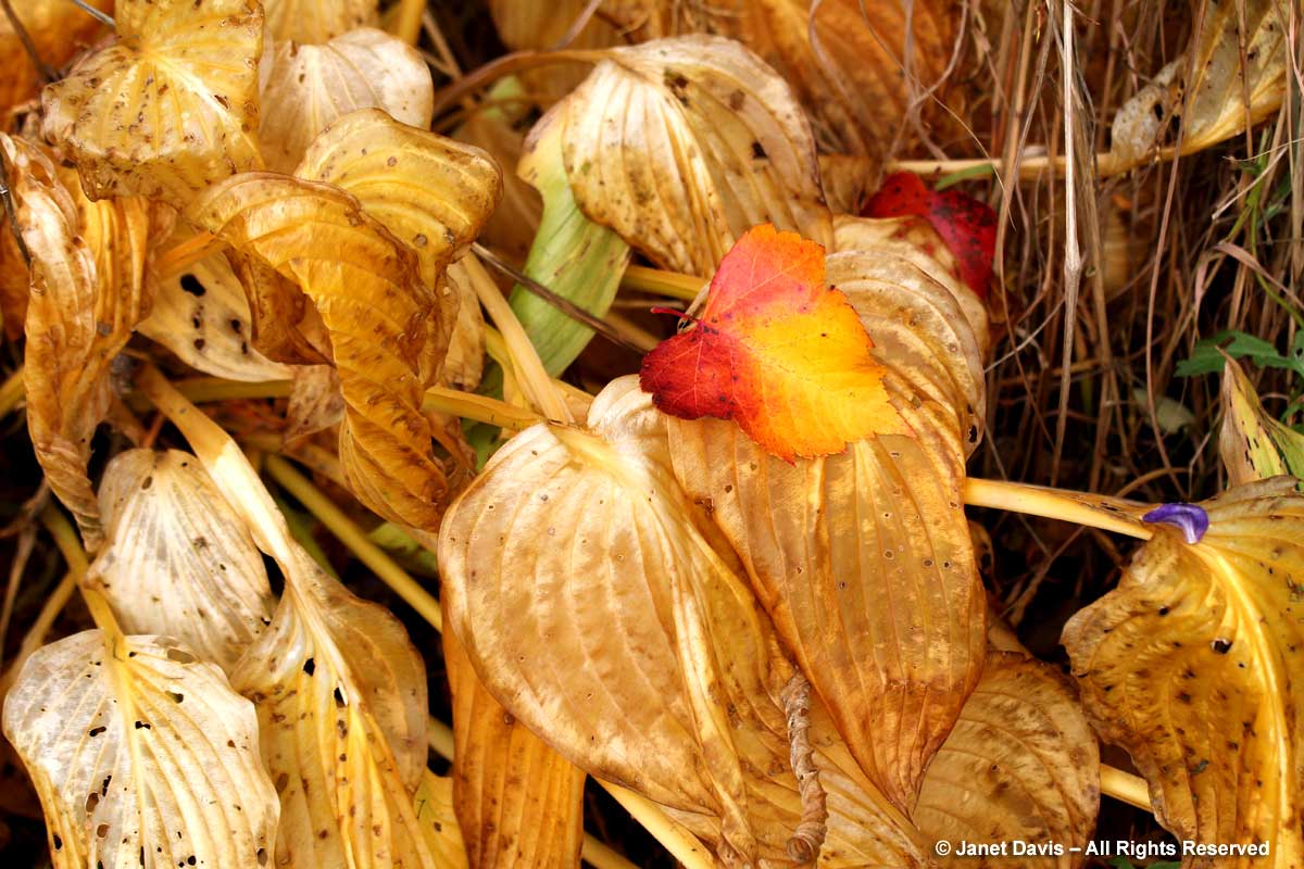 Hosta 'Frances Williams'-fall color