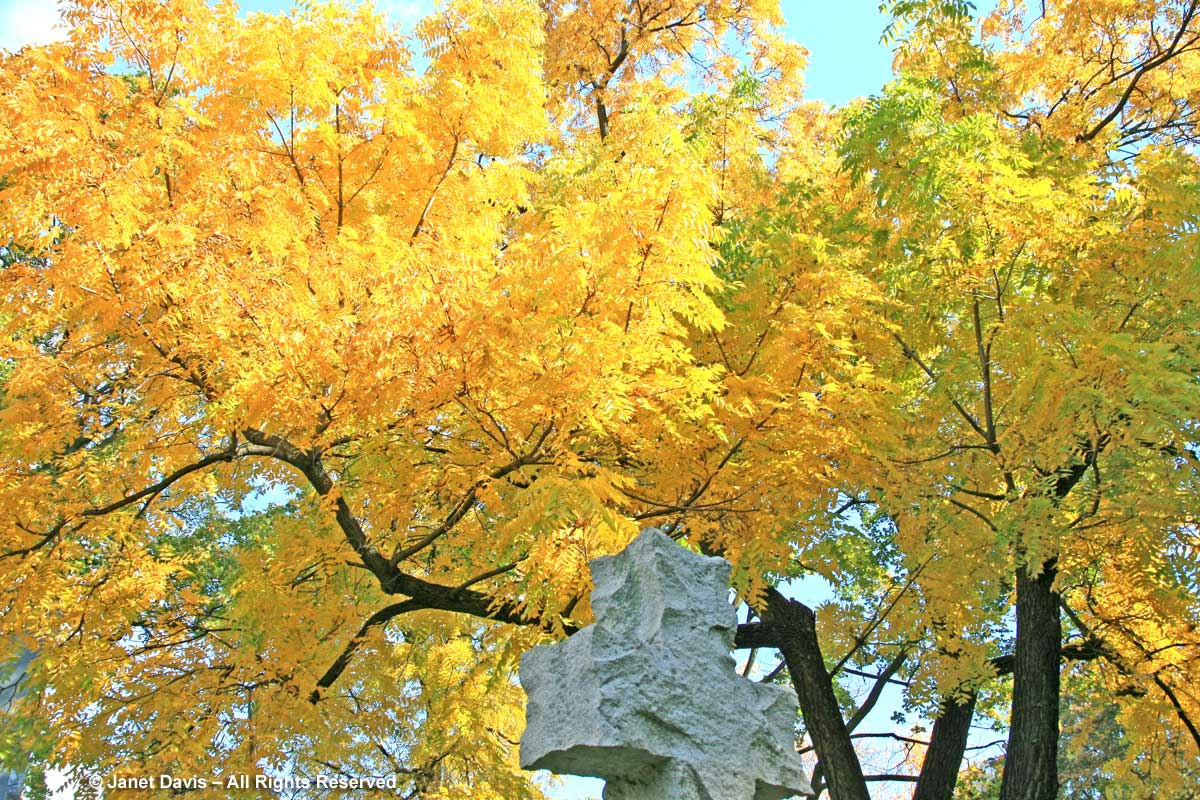 Juglans nigra-Black walnut