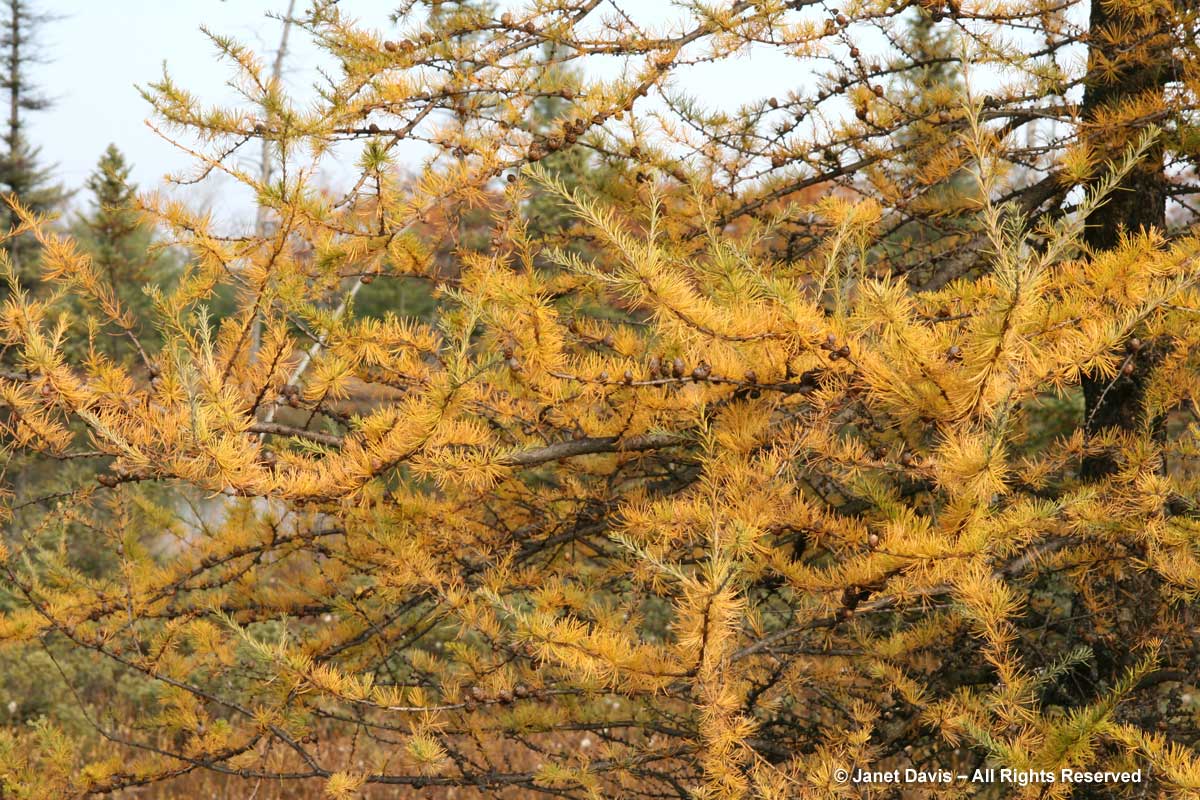 Larix laricina-Tamarack