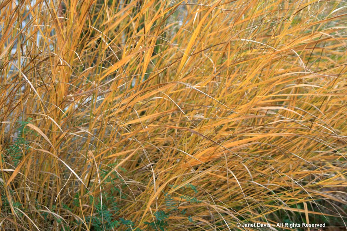 Panicum virgatum-Switch grass