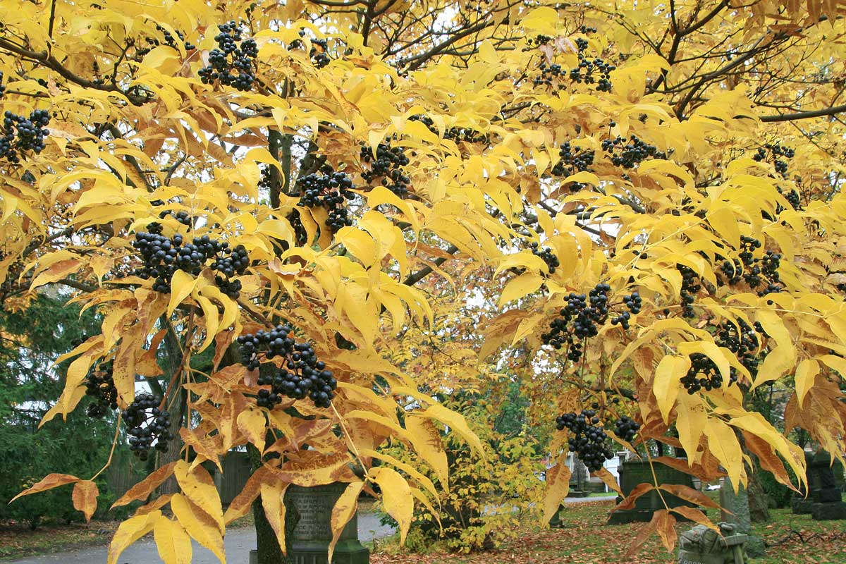 Phellodendron amurense-Amur cork tree