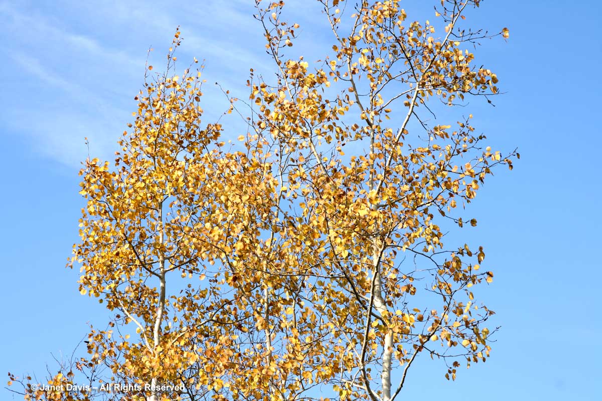 Populus tremuloides-Trembling aspen