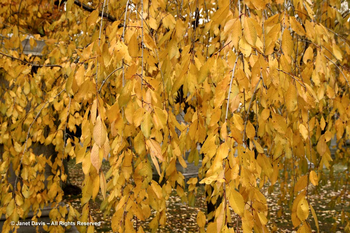 Prunus x subhirtella 'Pendula'-Weeping Japanese cherry