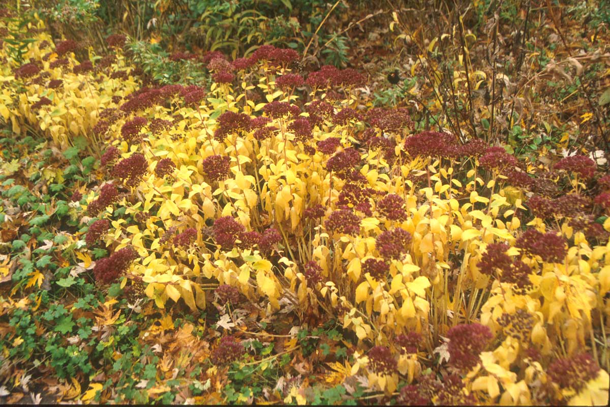 Sedum 'Autumn Joy'-Hylotelephium 'Herbstfreude'