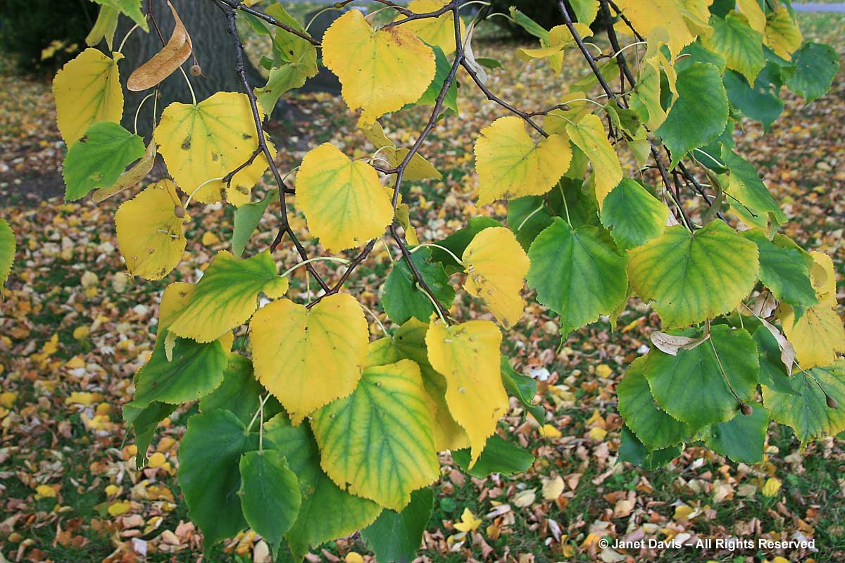 Tilia cordata (Littleleaf Linden)