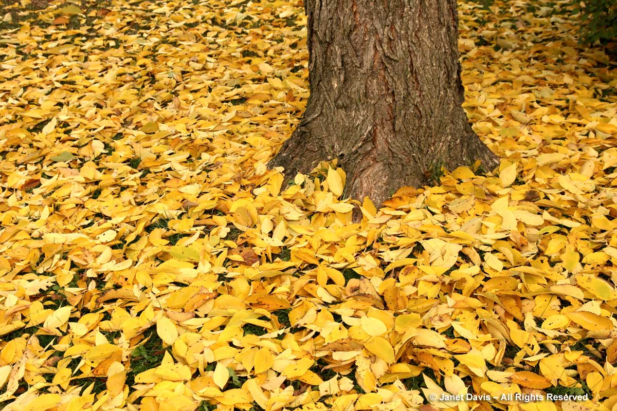 Ulmus americana-American elm