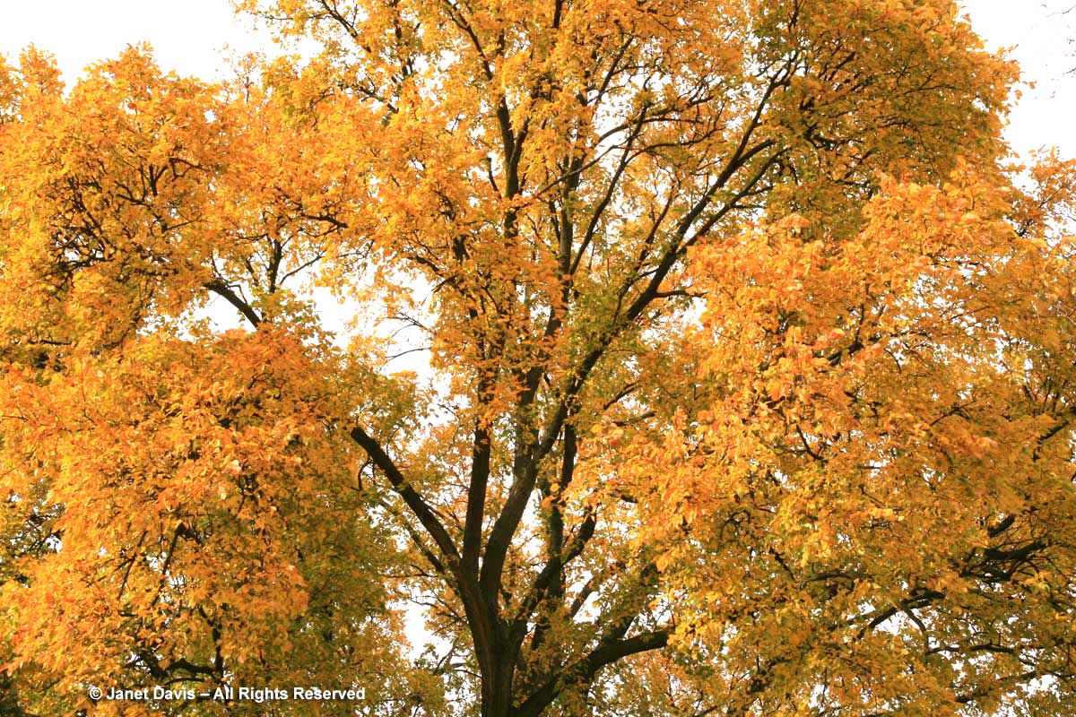 Ulmus americana-American elm2