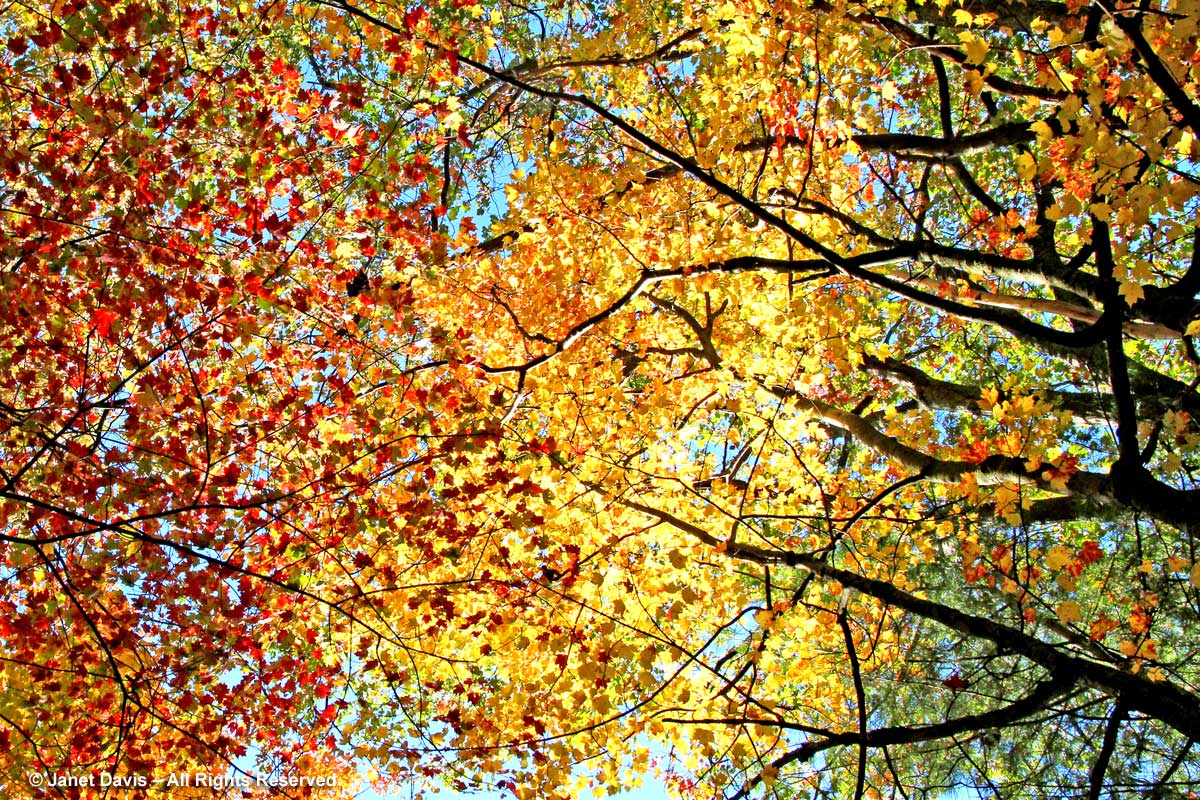 Yellow and red autumn leaf canopy
