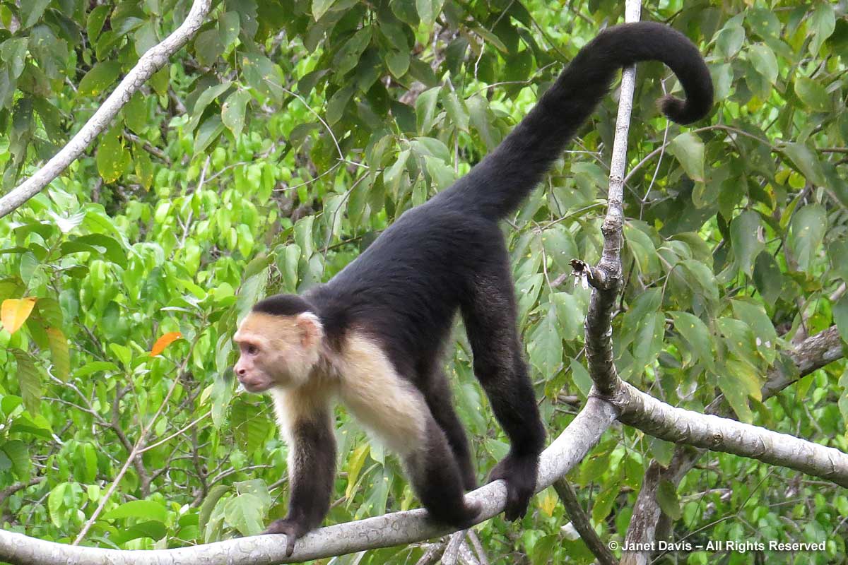 Capuchin monkey-El Remanso