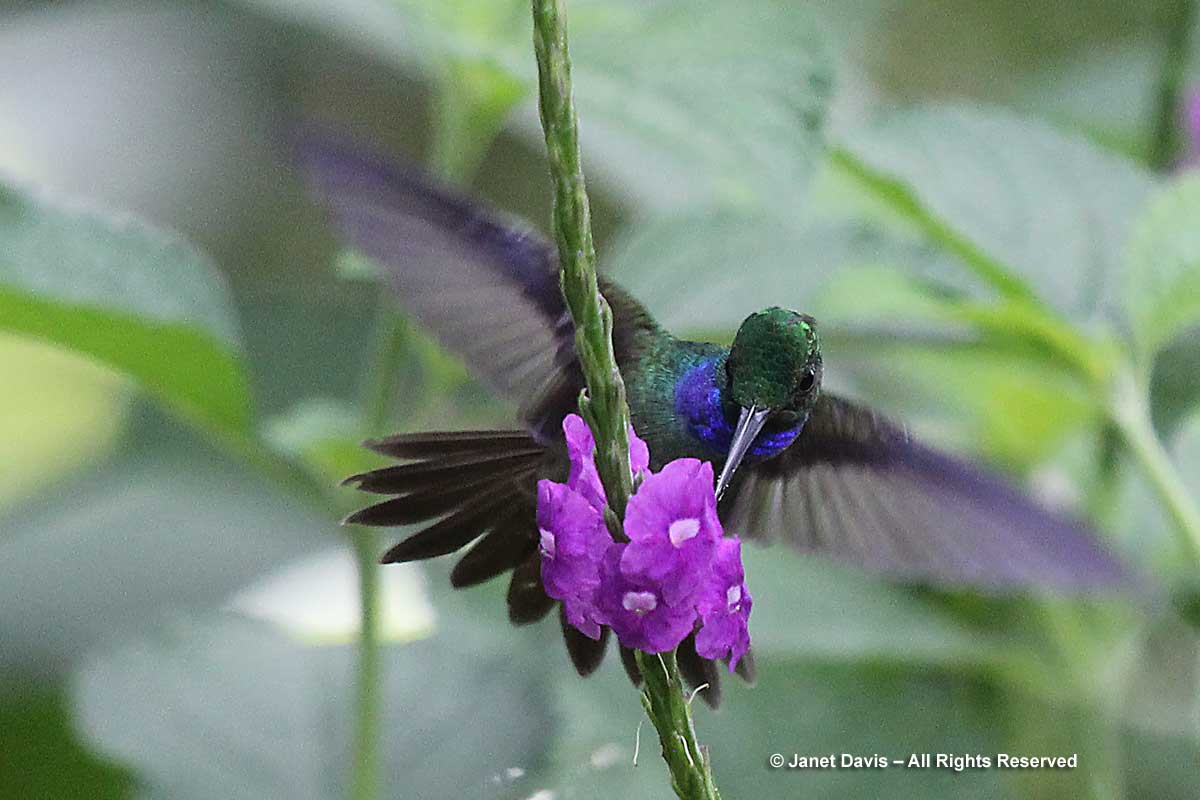 Charming hummingbird on Stachytarpheta frantzii