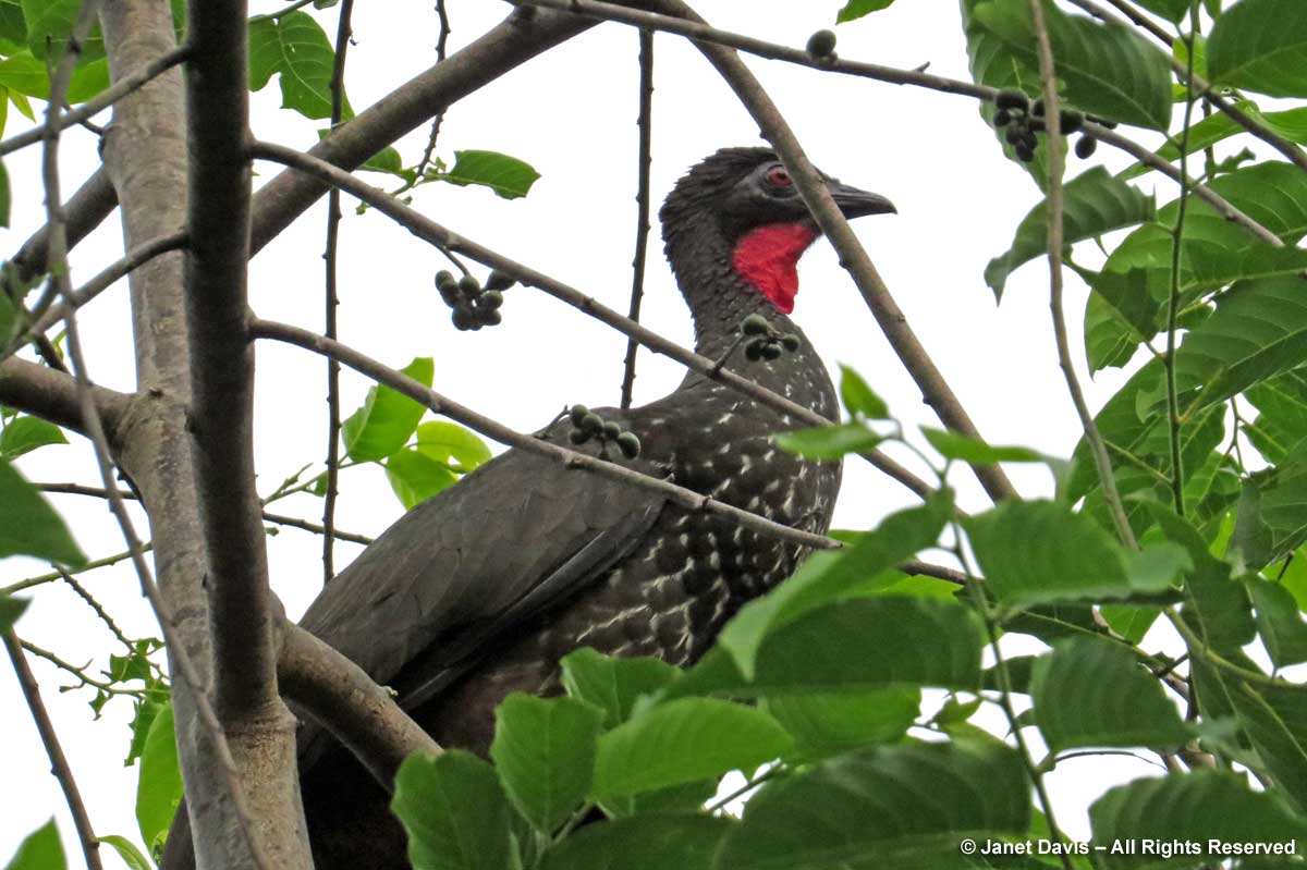 Crested guan-El Remanso