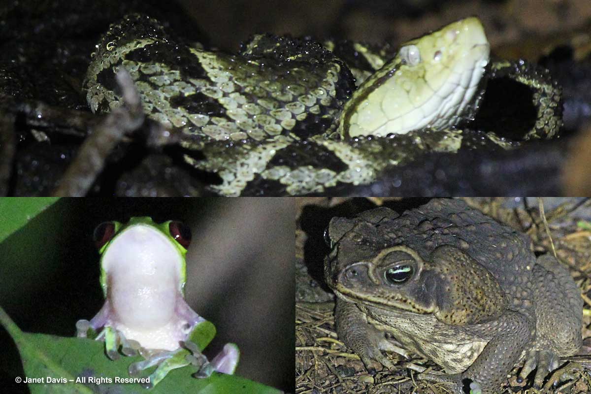 Fer-de-lance viper-Redeyed frog-Cane toad-El Remanso night hike
