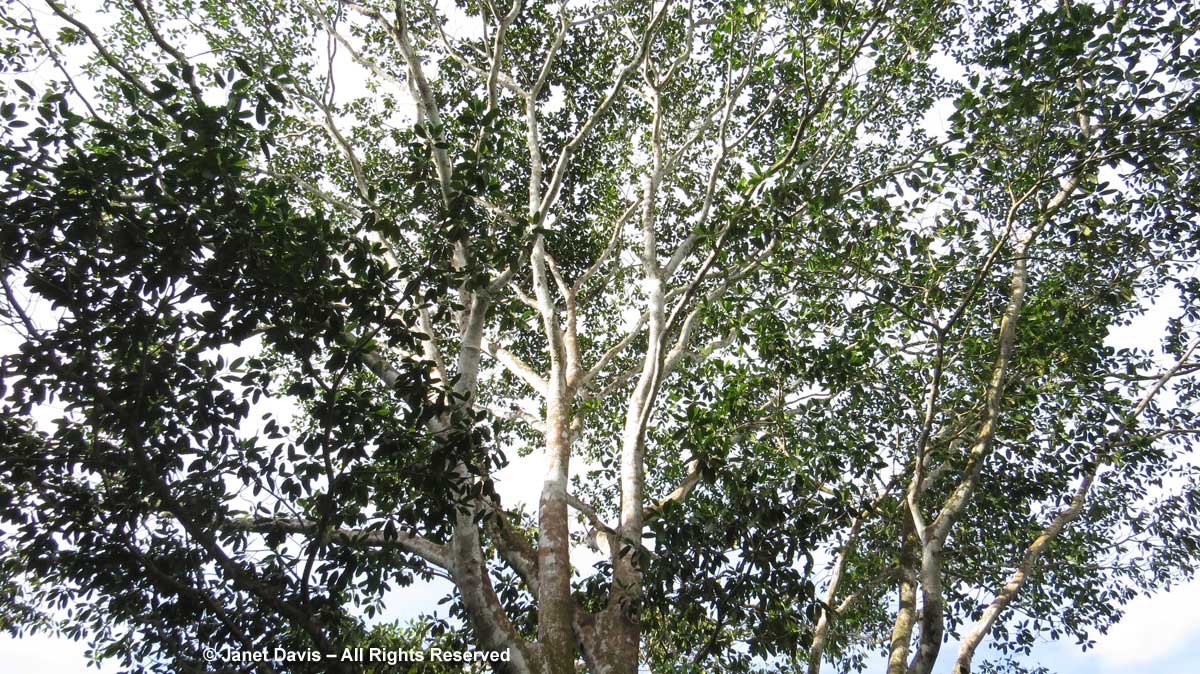 Ficus tonduzii-Chilamate-El Remanso