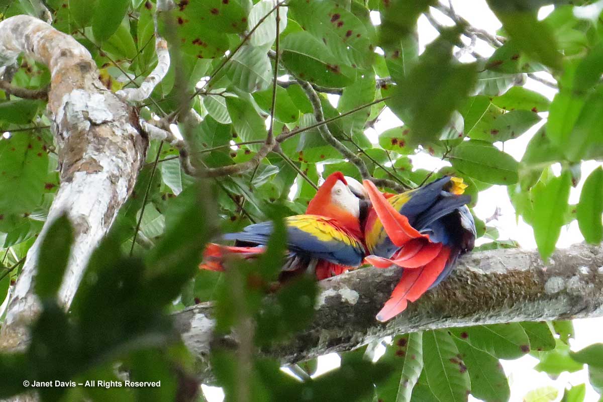 Scarlet macaws-mutual preening