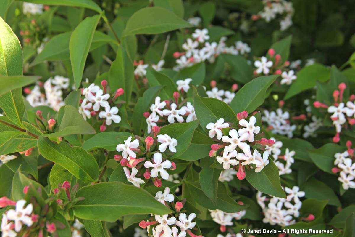 Abelia mosanensis-Fragrant abelia