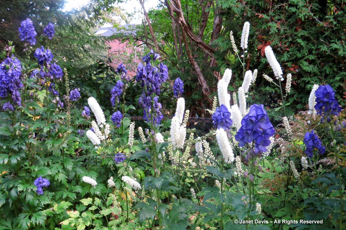 Actaea simplex-Autumn snakeroot