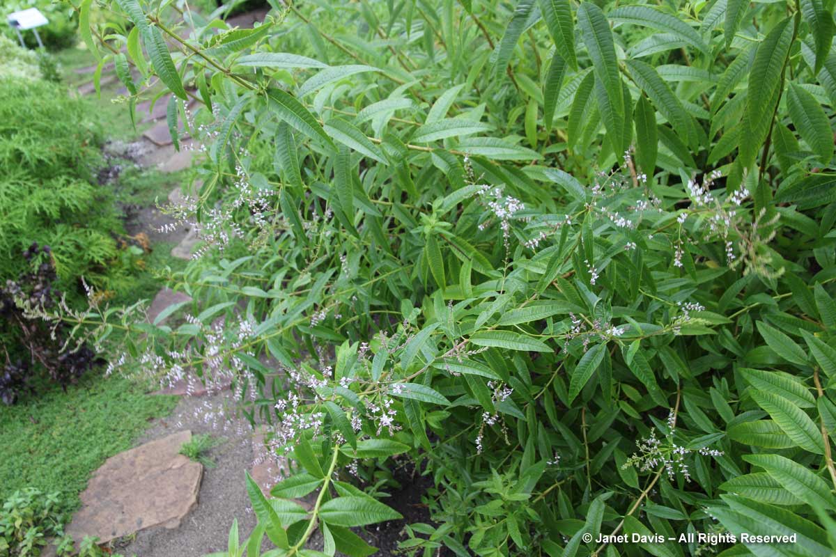 Aloysia citrodora-Lemon balm