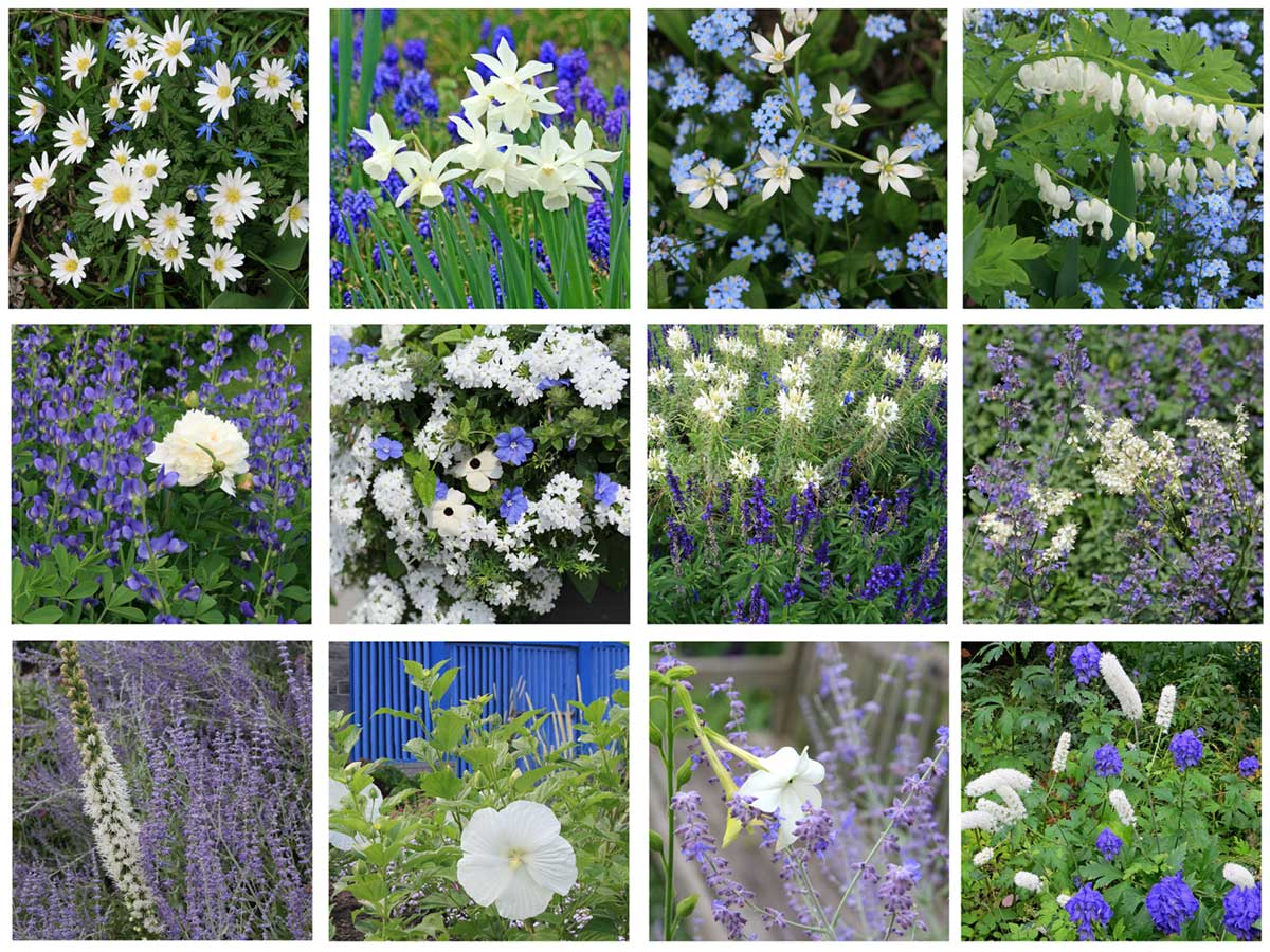 Blue and white flower combinations