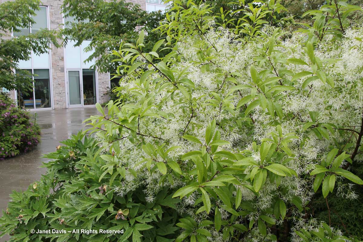 Chionanthus virginicus-Fringe tree1