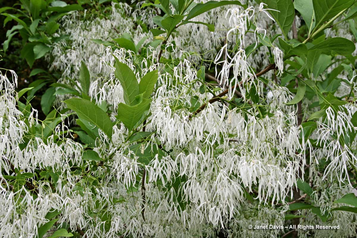 Chionanthus virginicus-Fringe tree2