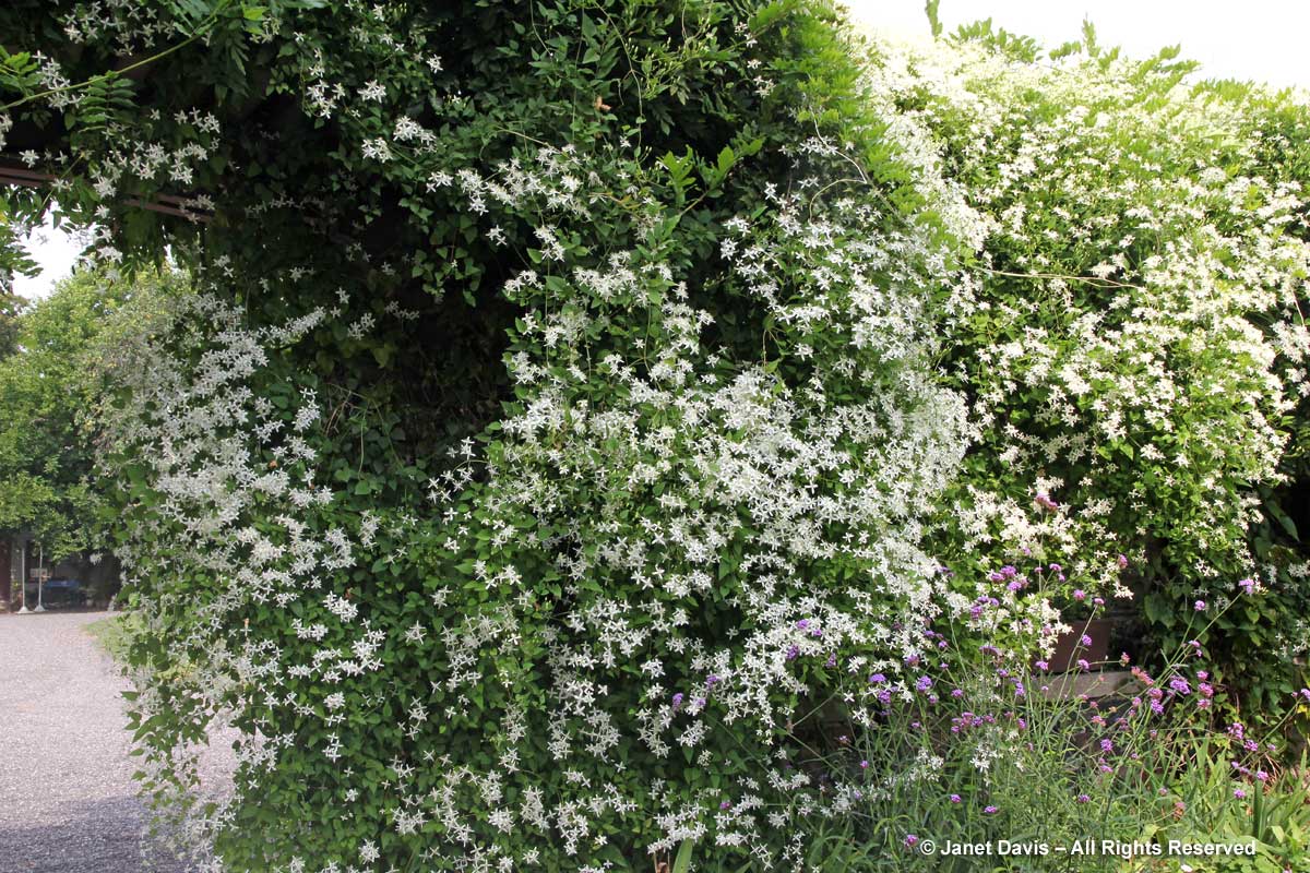 Clematis terniflora-Sweet autumn clematis