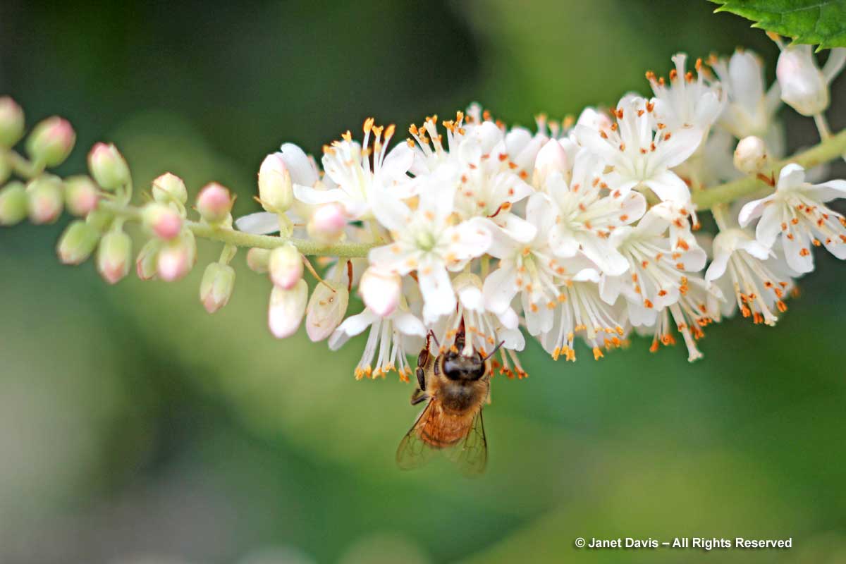 Clethra alnifola with bee