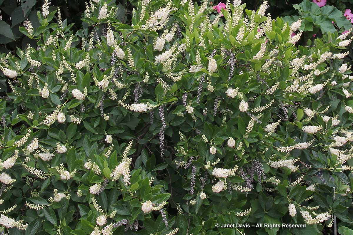 Clethra alnifolia-Summersweet