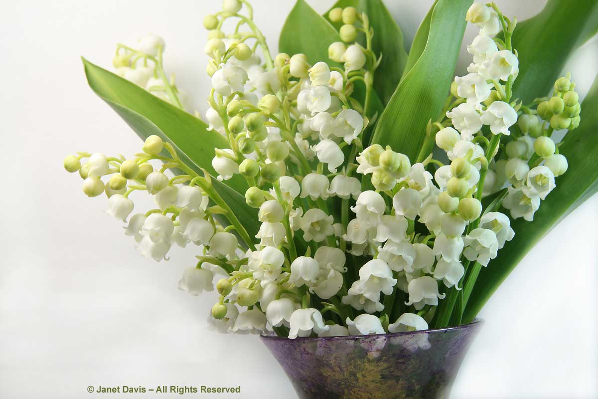 Convallaria majalis bouquet