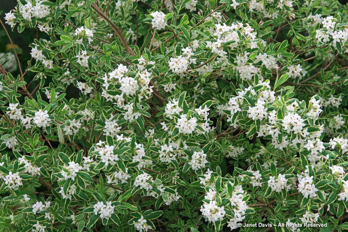 Daphne burkwoodii 'Carol Mackie'