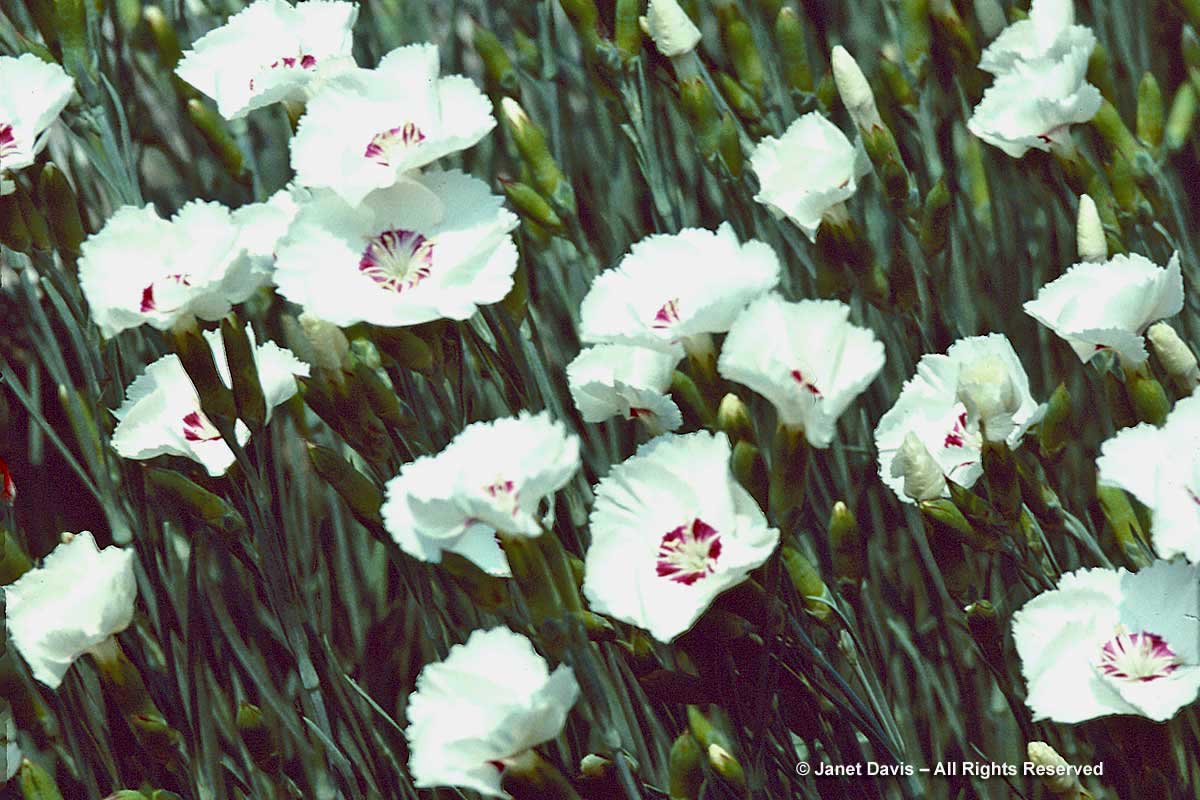 Dianthus gratianopolitanus 'Dottie'