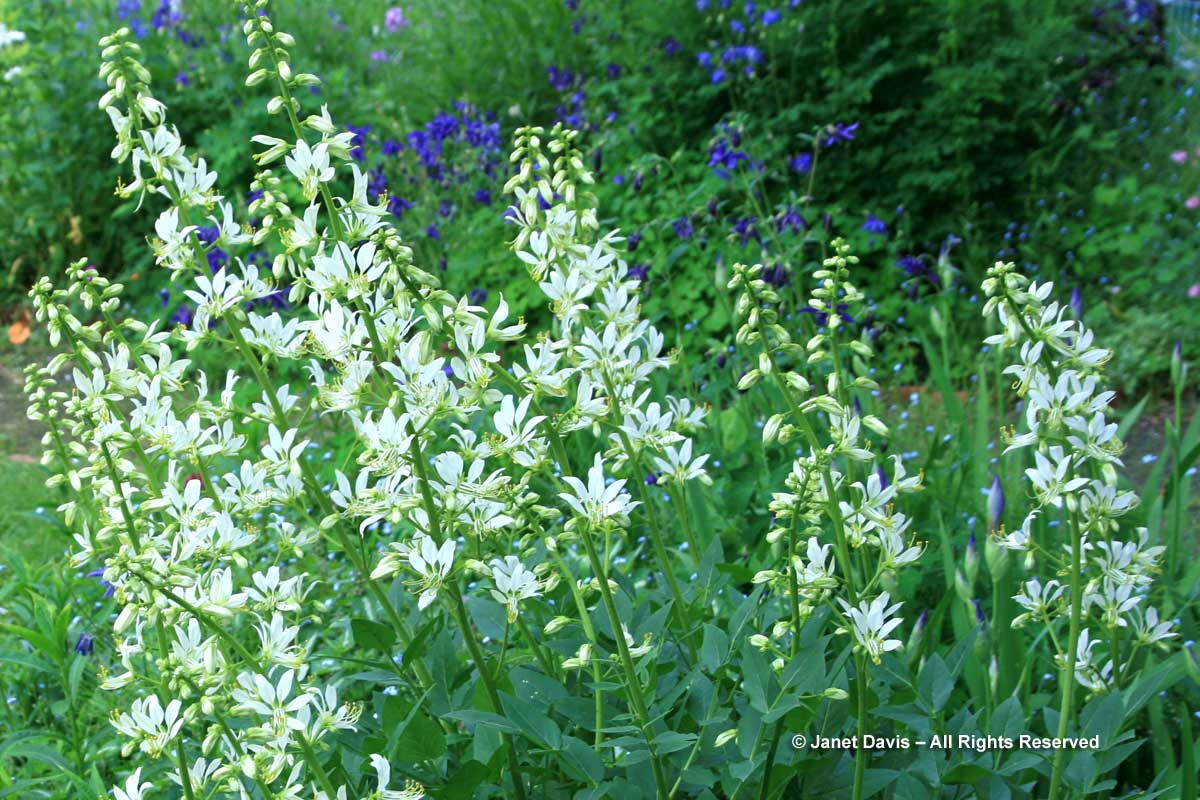 Dictamnus albus-Gas plant