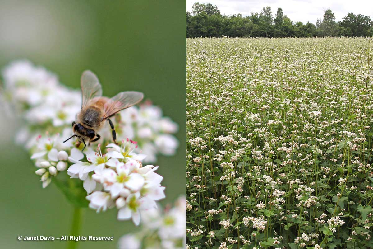 Fagopyrum esculentum-Buckwheat