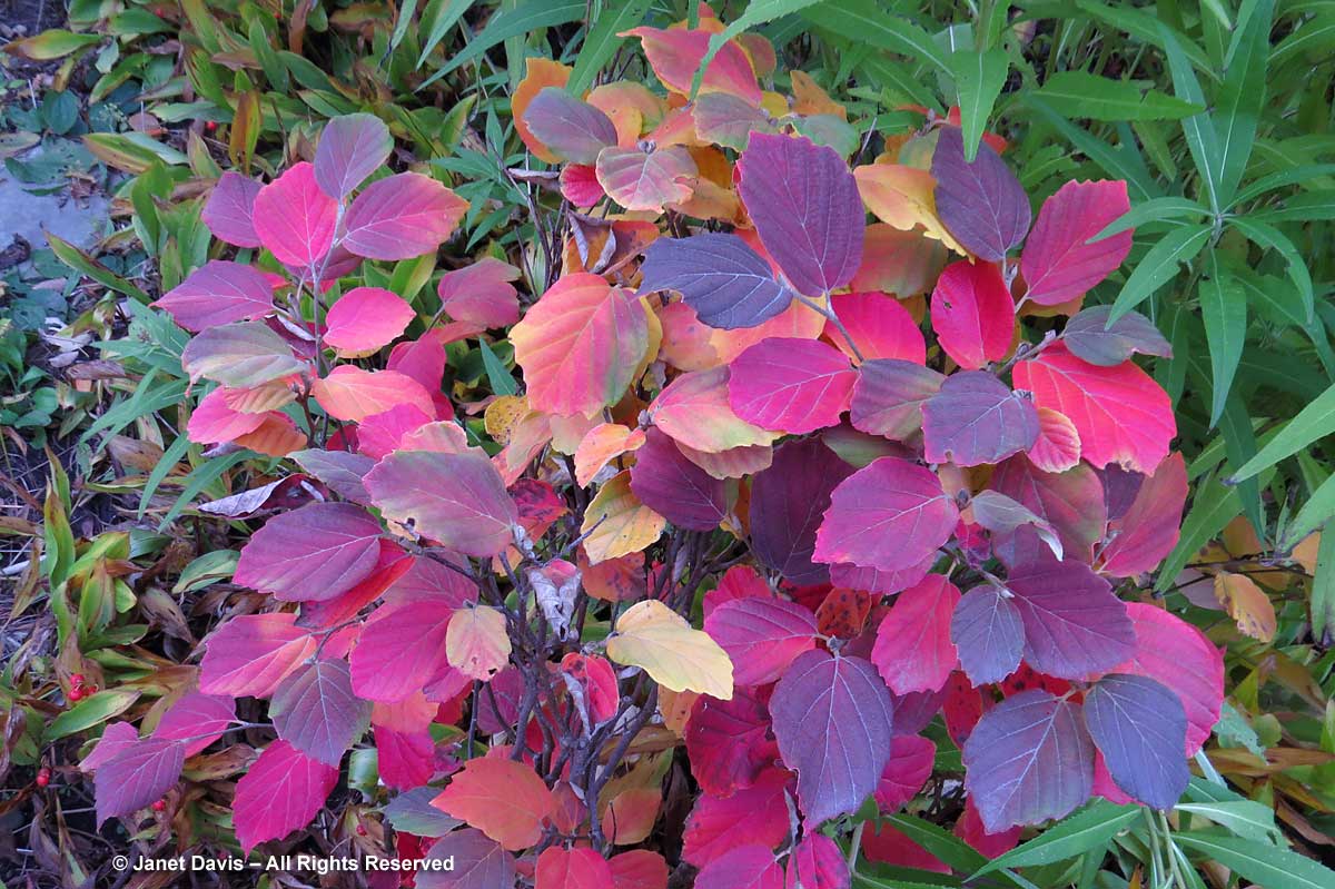 Fothergilla-fall colour