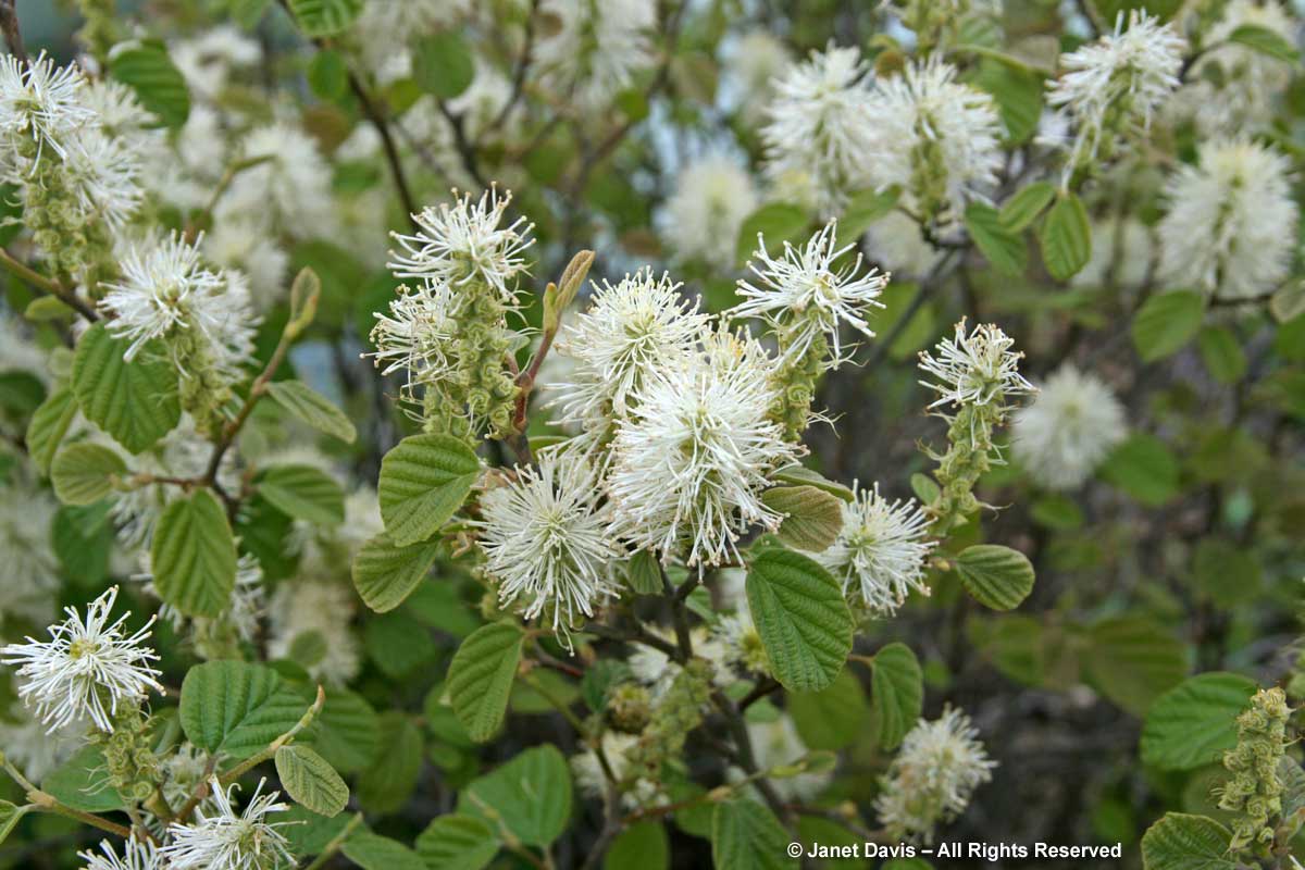 Fothergilla gardenii