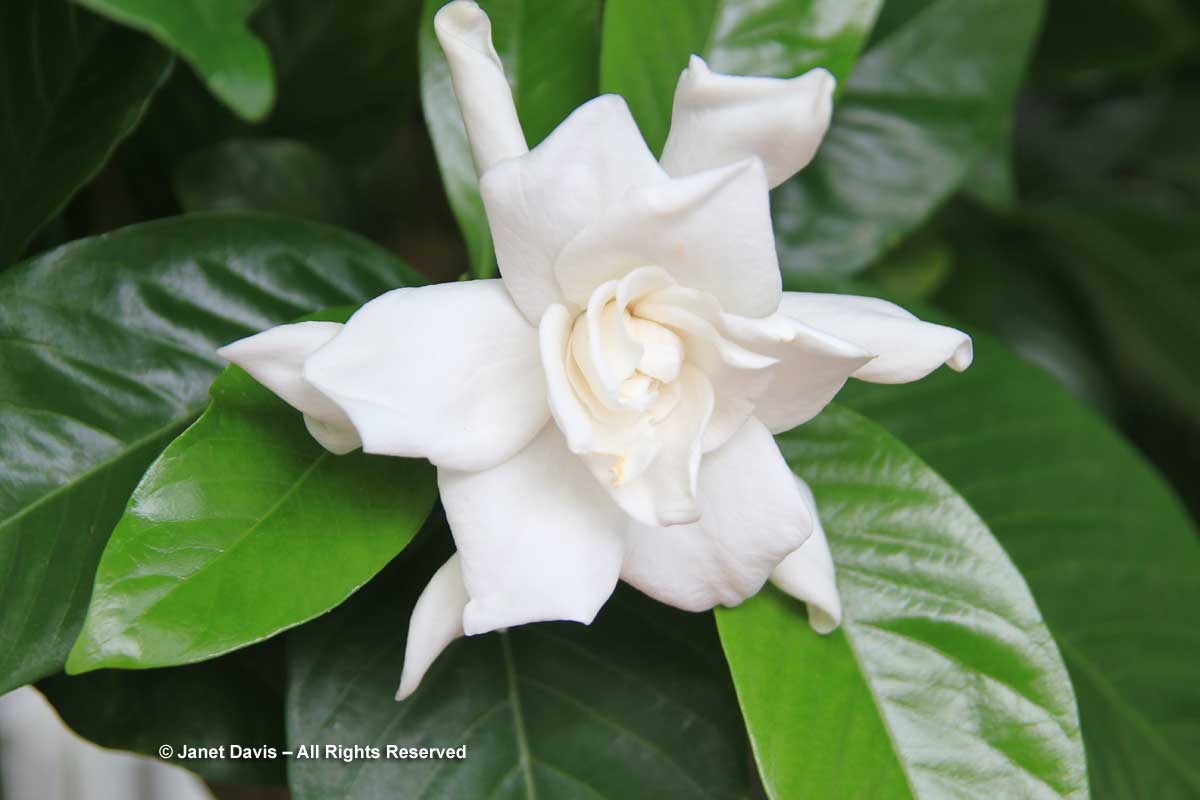 Gardenia jasminoides 'August