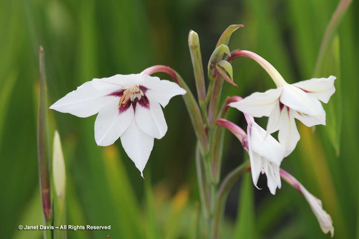 Gladiolus murielae-Abyssinian gladiolus