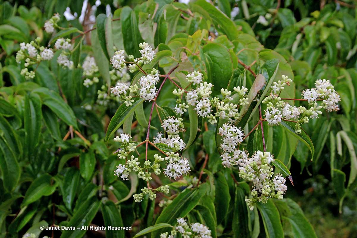 Heptacodium miconoides-Seven-sons Flower