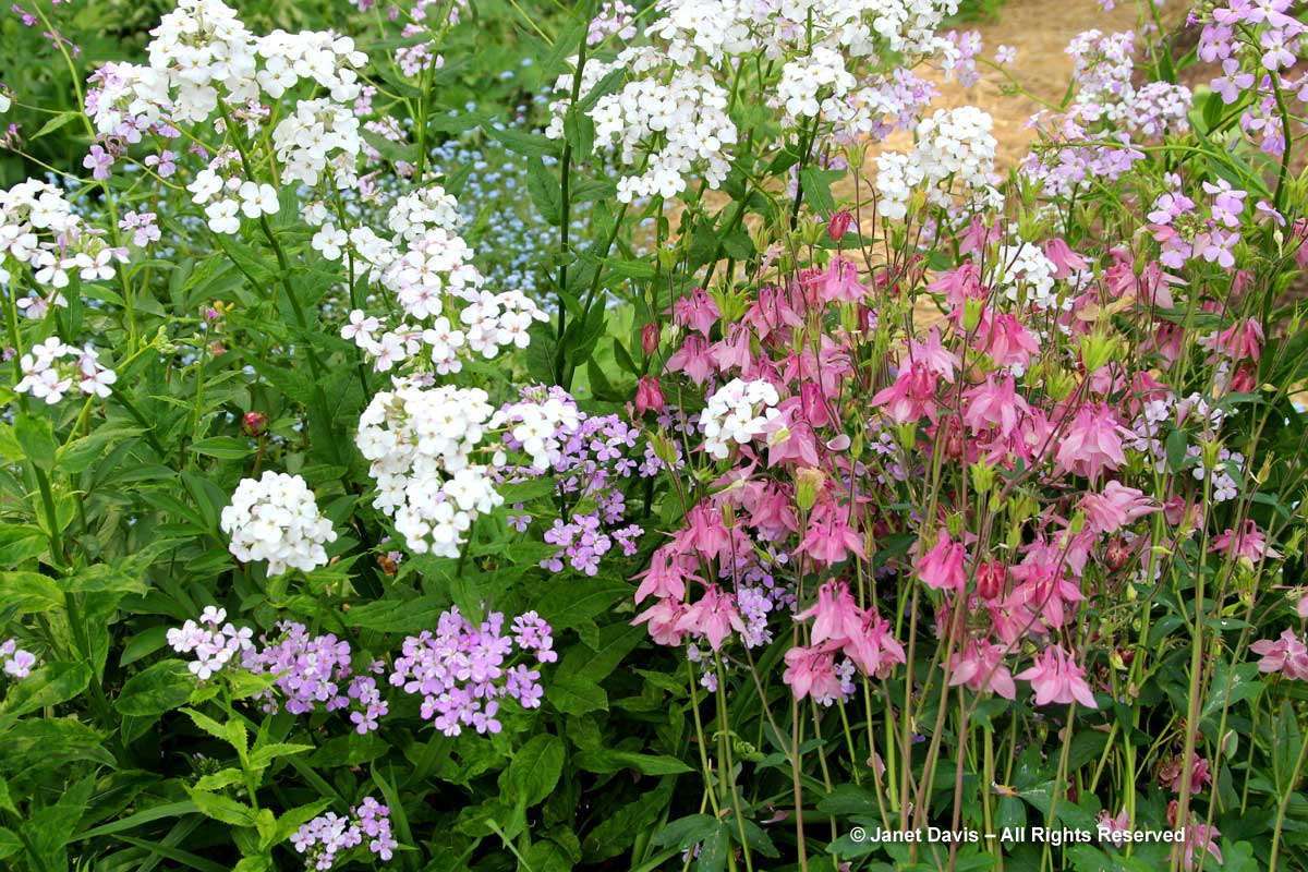 Hesperis matronalis-Sweet rocket