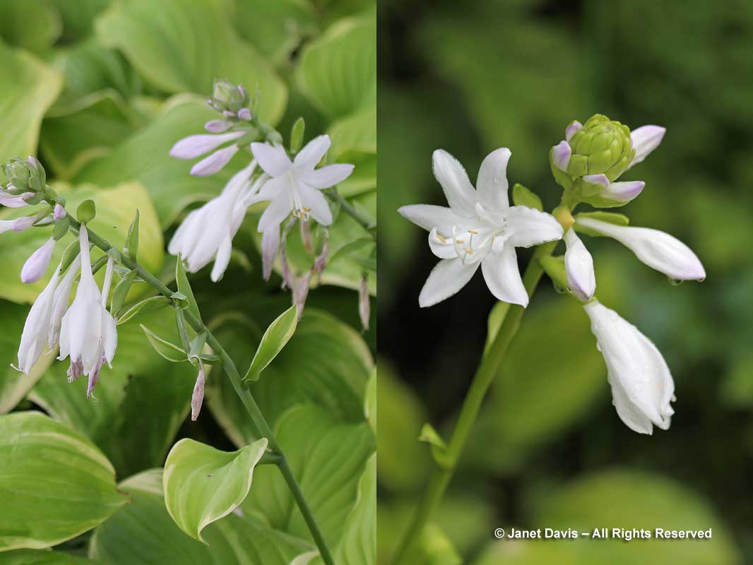 Hosta 'Hoosier Harmony' & 'Fragrant Bouquet'