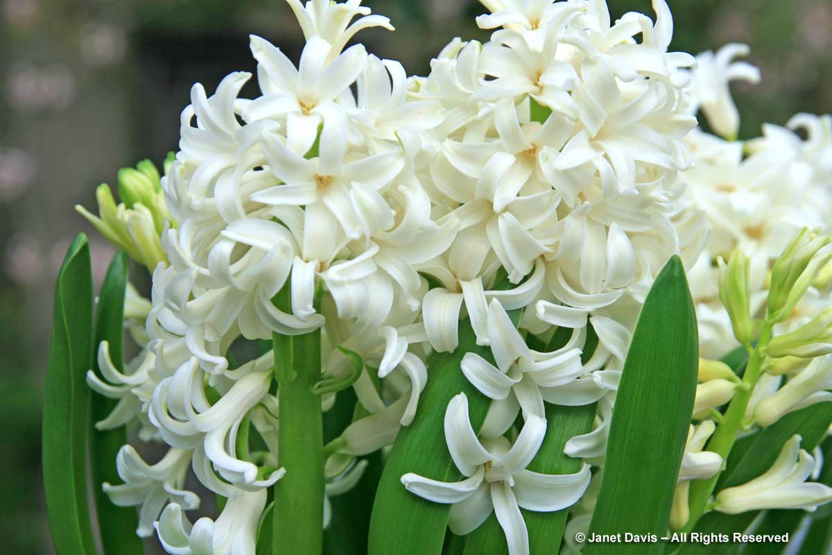 Hyacinthus orientalis 'Carnegie'