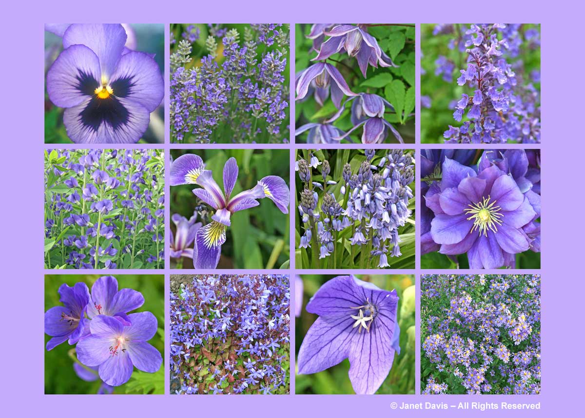 Lavender-Purple Flowers-ThePaintboxGarden